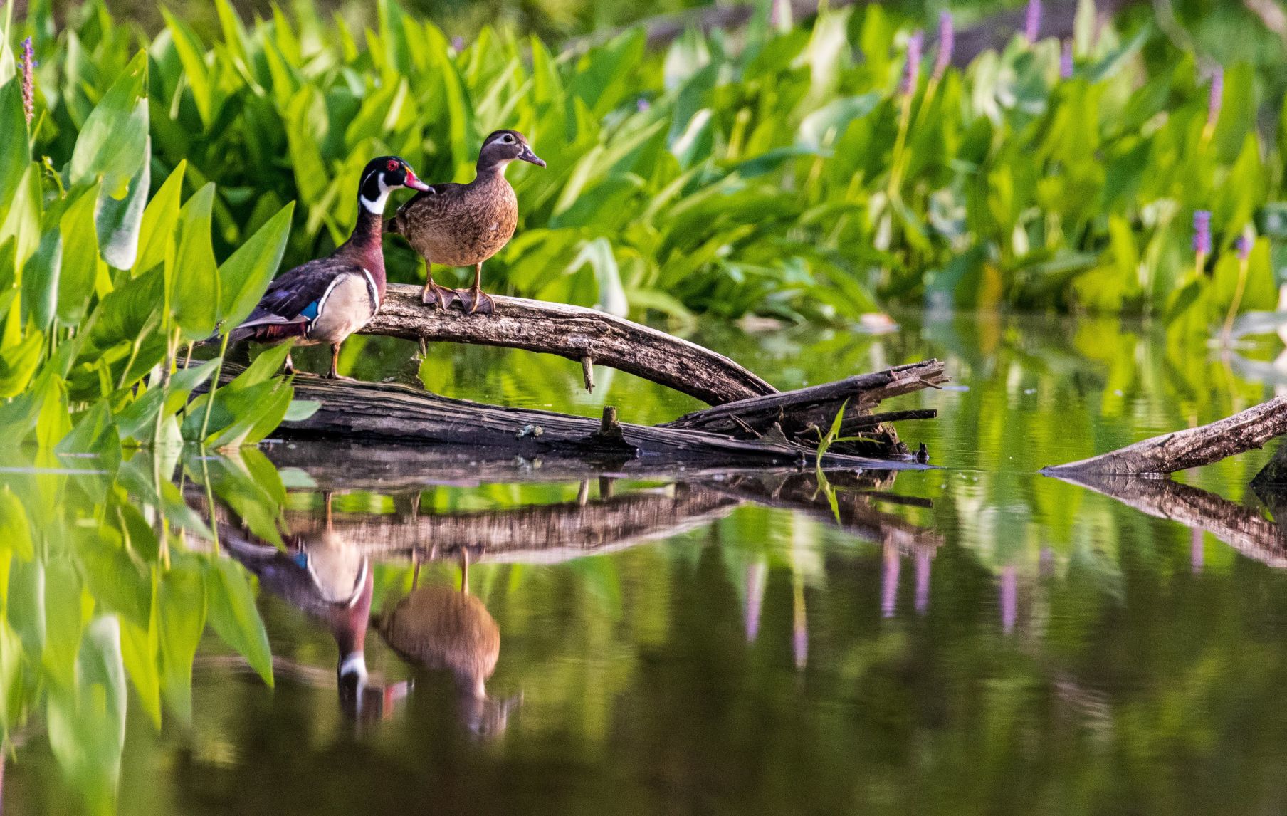 Vistas With Wildlife Category Honorable Mention #3: